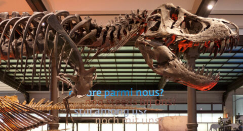 Museum of Natural Sciences image of a dinosaur using key management
